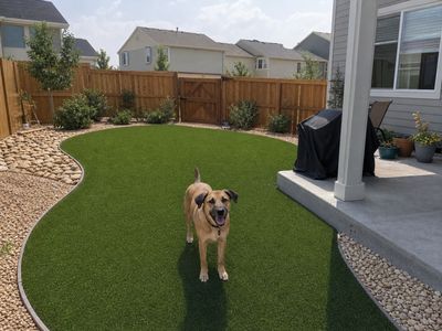 Dog-friendly artificial turf yard in Denver