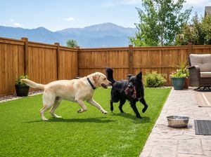 Two dogs playing on pet-friendly artificial turf in a Denver backyard