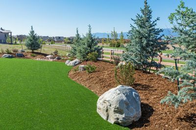 Xeriscape lawn turf