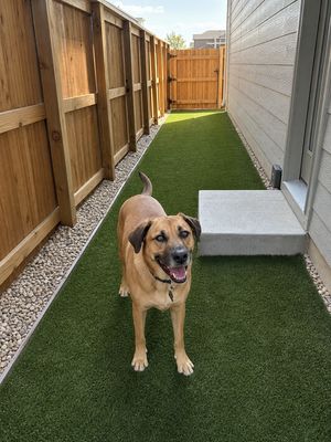 Golden Labrador standing on pet turf strip in a Denver-area side yard